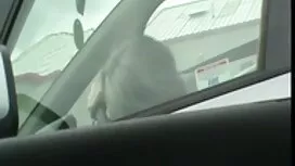 Страпон порно з сест ...